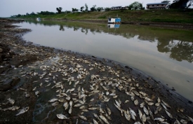 Hřbitov ryb na březích řeky Solimões poblíž Manaquiri, 25. listopadu.